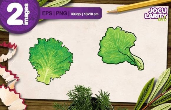 Fresh Lettuce Cartoon Illustration: A Playful Design Asset